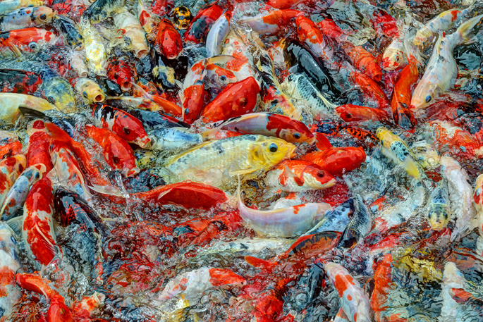 Koi - Chinese Garden - Singapore