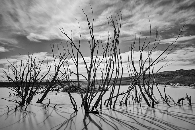 Dead Trees - New Zealand