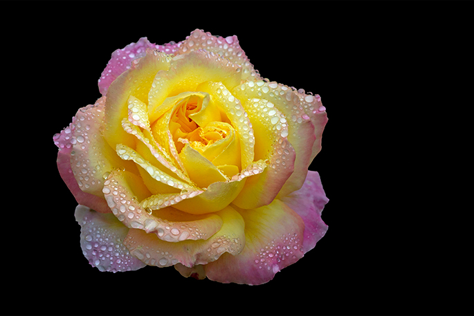 Rose - Flower Art