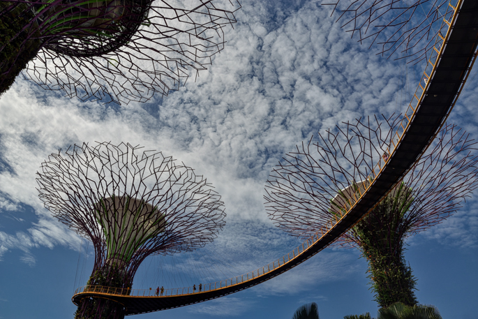 Tree Grove - Singapore