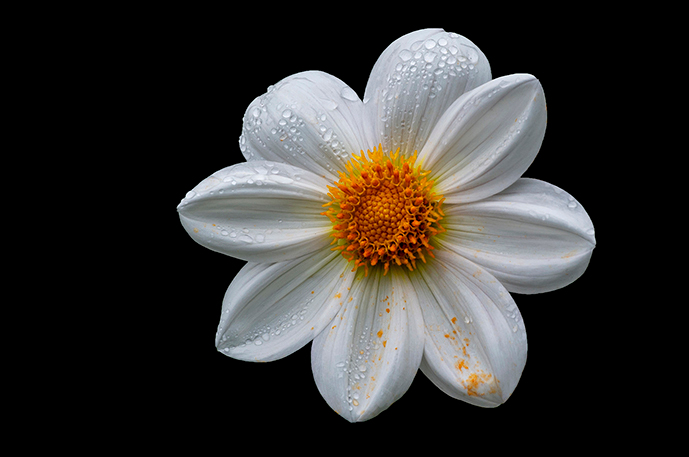 Dahlia - Flower Art