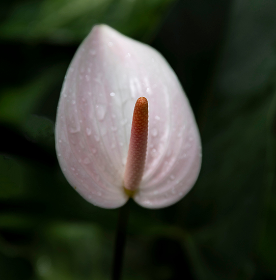 Lily - Flower Art