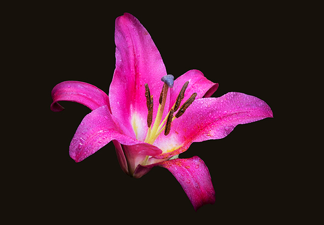 Lily - Flower Art