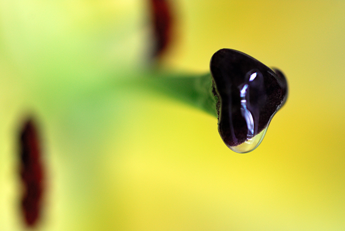 Lily Abstract - Flower Art
