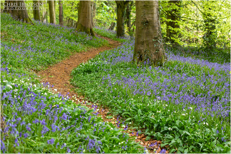 Bluebell Tracks, Portglenone