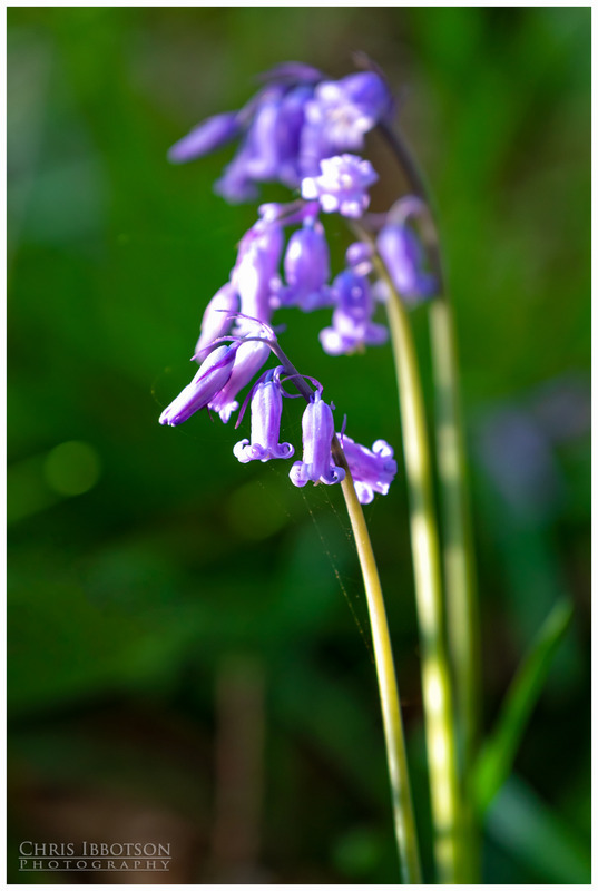 The Bluebells