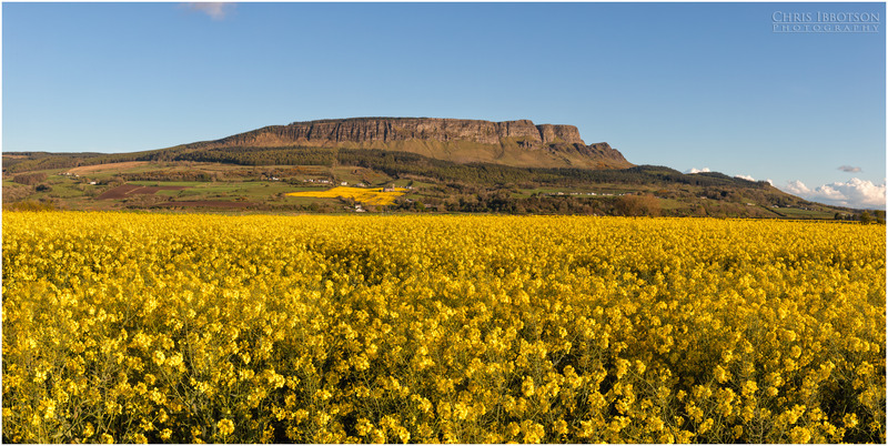 Binevenagh Rapeseed Field