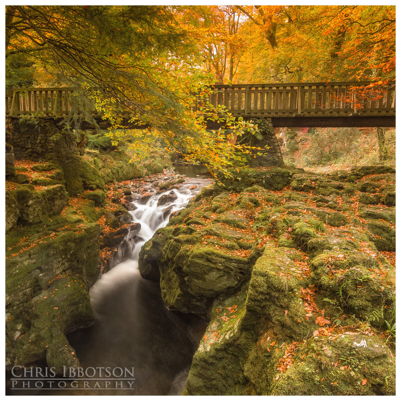 Under the Bridge, Tollymore Forest