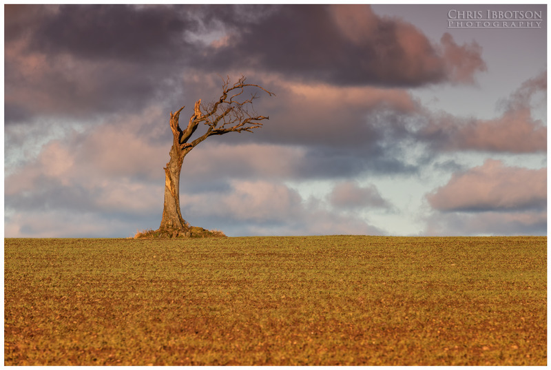 Storm Damaged, Rihanna Tree