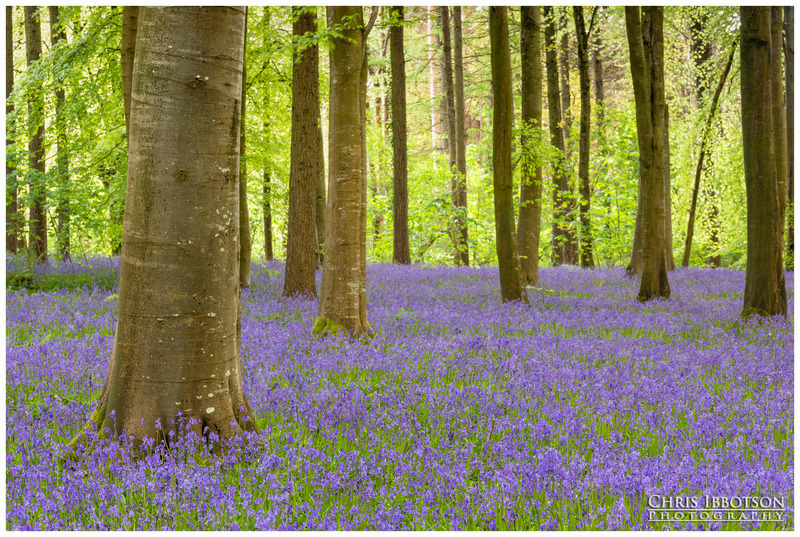 Bluebell Carpet Portglenone