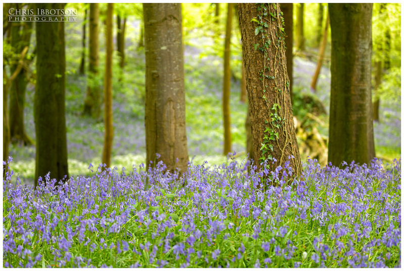 The Bluebell Woods, Portglenone