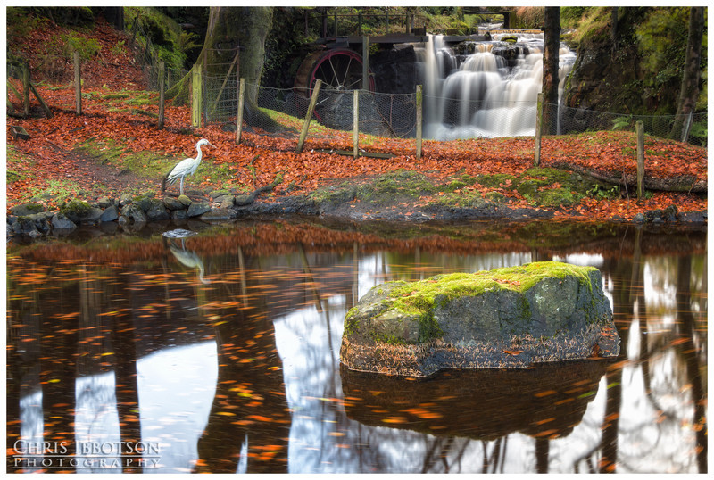 The Heron