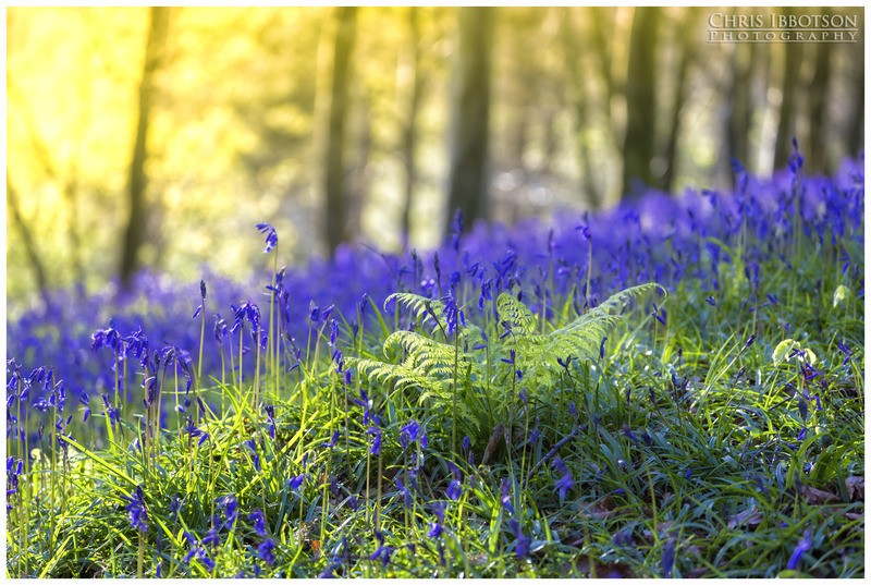 The Bluebells, Portglenone