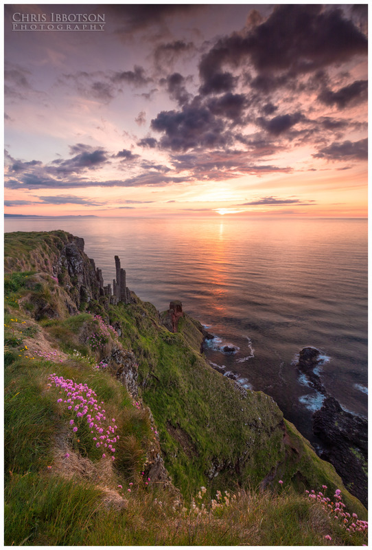 Lacada Sea Pinks, Giants Causeway