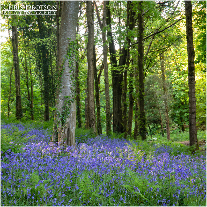 Downhill Bluebells