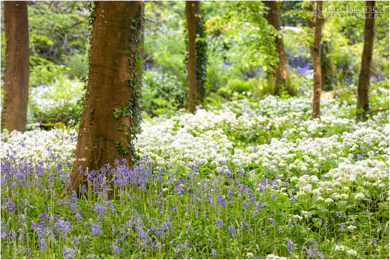 Downhill Forest Bluebells