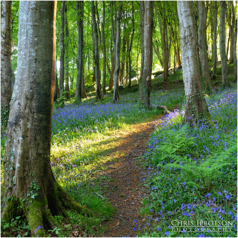 Bluebell Path Downhill Forest