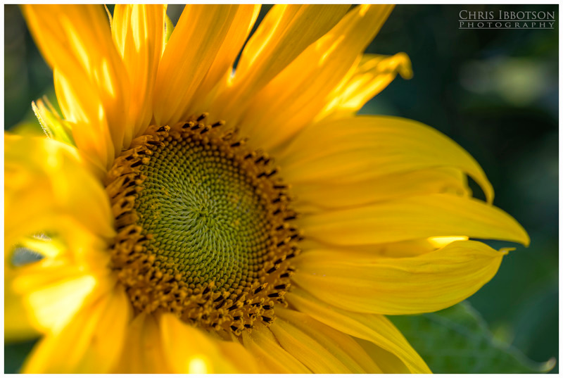 The Sunflower