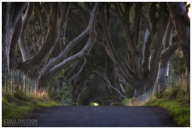 The Dark Hedges