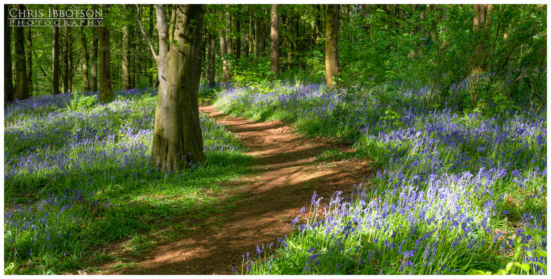 Pathway Through the Bluebells, Portglenone
