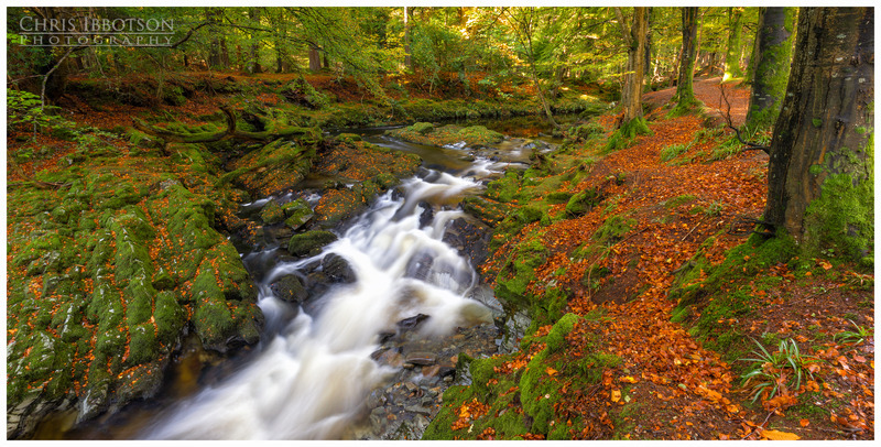 The Mossy River, Tollymore Forest