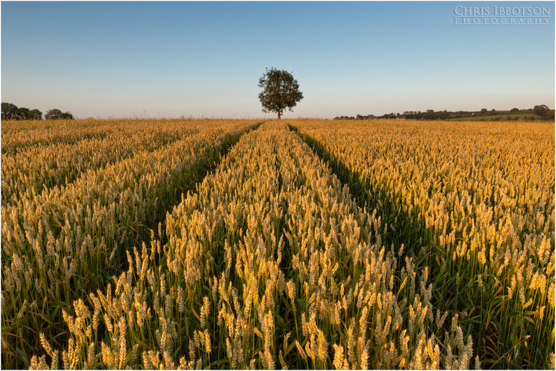 The Lone Harvest Tree