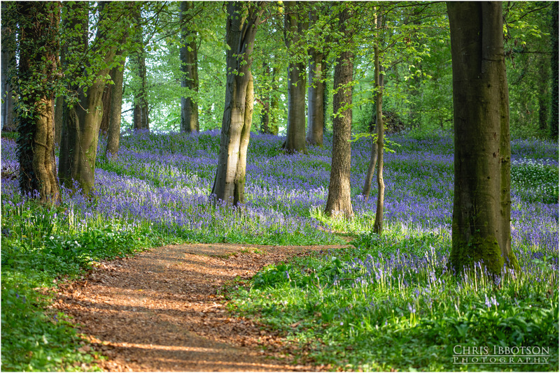 Bluebell Walk, Portglenone Forest