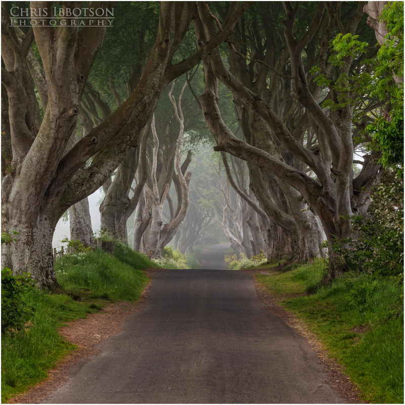 The Mysterious Dark Hedges