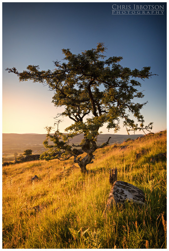 The Lonely Tree