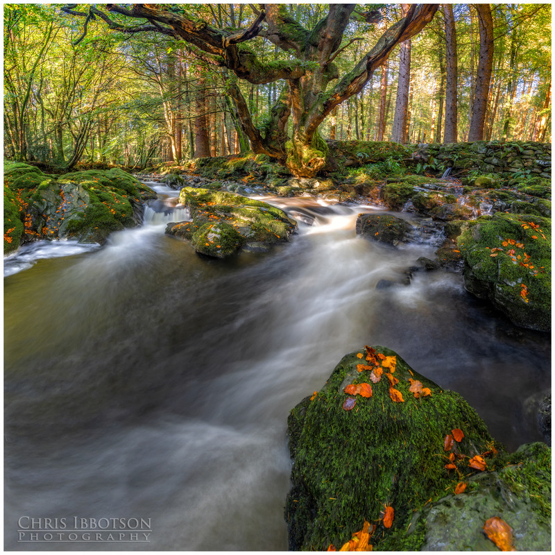 The Old Tree, Tollymore Forest