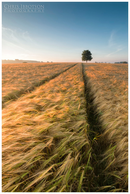 The Barley Field