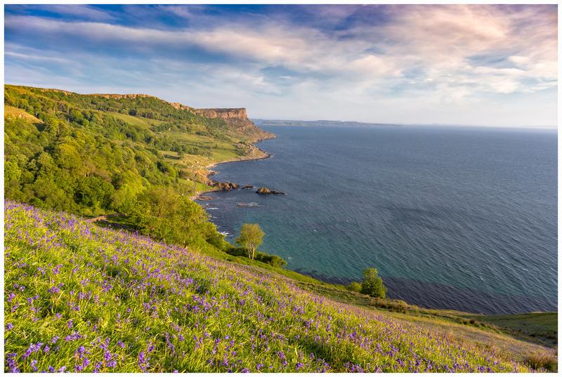 Murlough Bay Bluebells