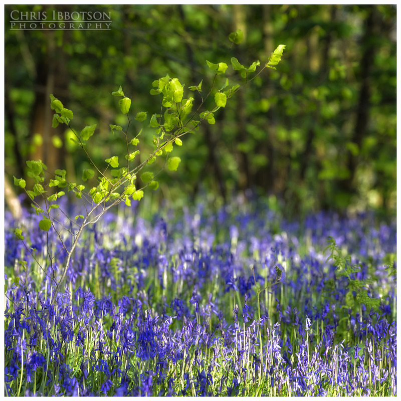 Bluebells Portglenone