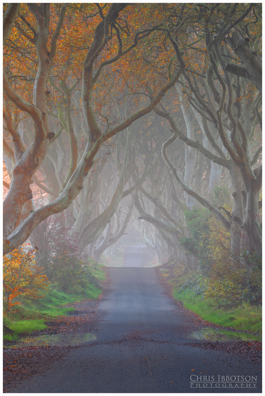 The Misty Dark Hedges