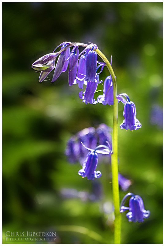 Portglenone Bluebells