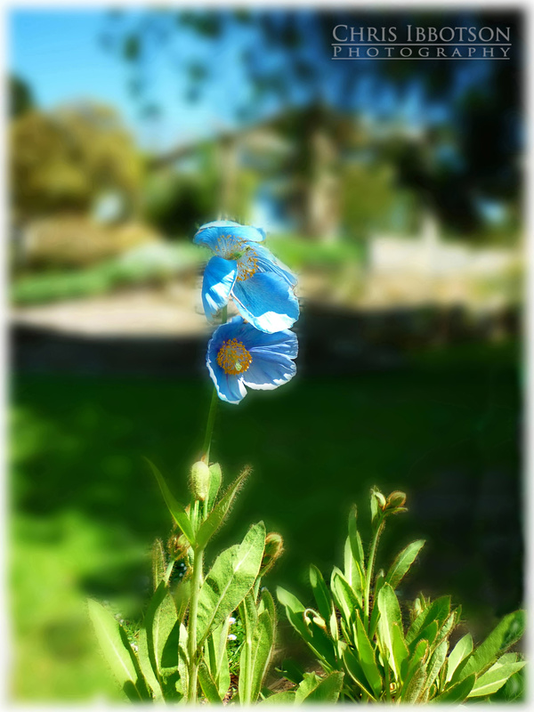 Mount Stewart