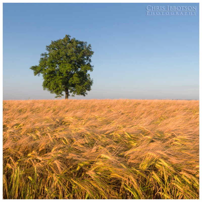 Lone Tree