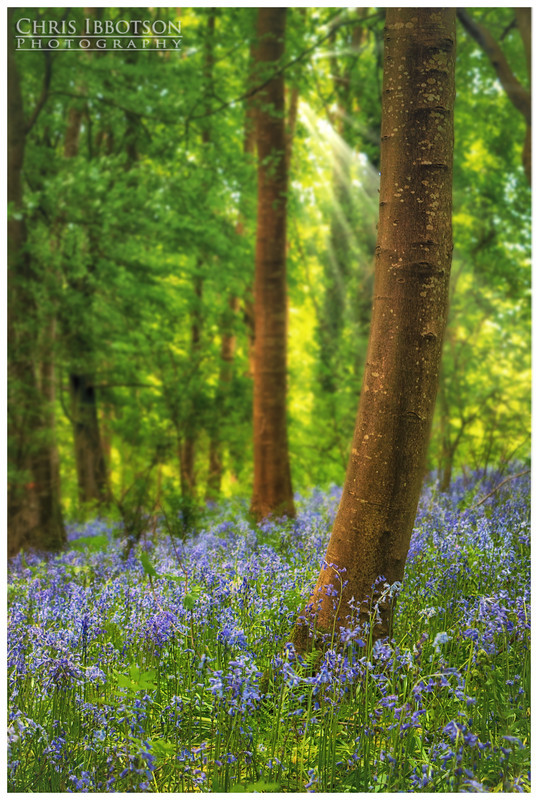 Portglenone Forest Park