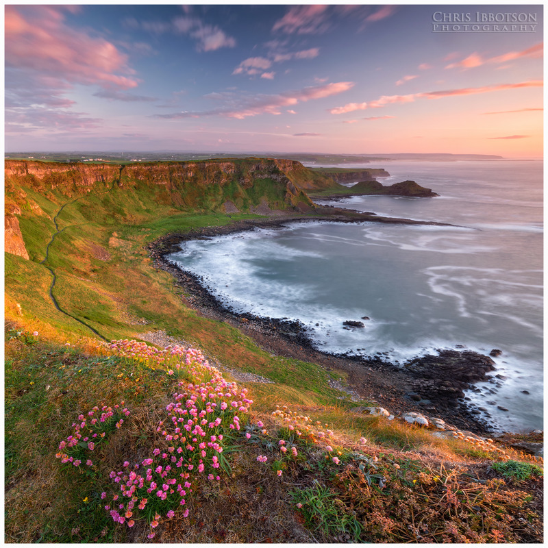 The Giants Causeway Sea Pinks