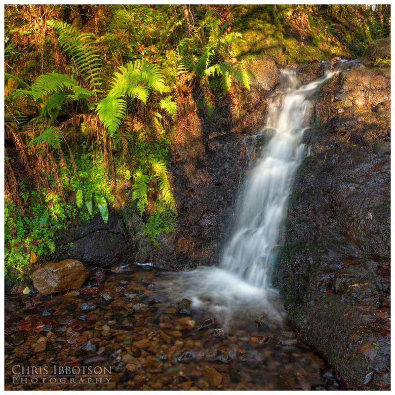 Fern Gully, Cavehill Country Park