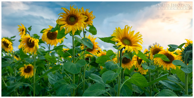 The Sunflower Field, Portglenone