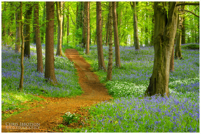 A Walk Through Portglenone Forest