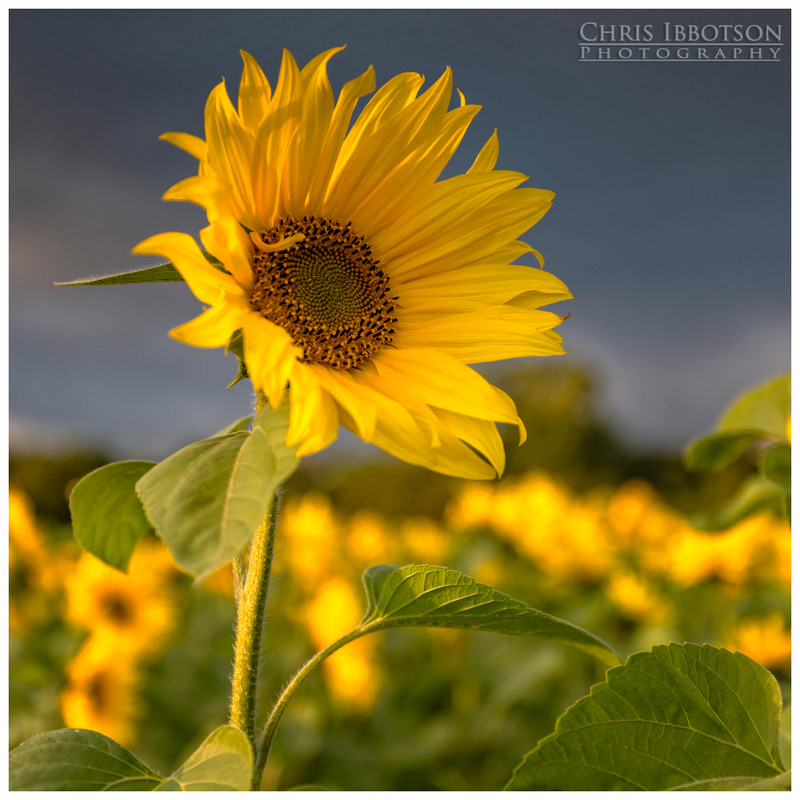 Little Ray of Sunshine, Portglenone