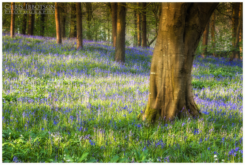 Portglenone Forest Bluebells