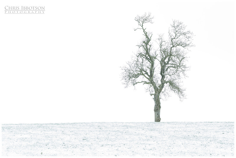 McGregors Tree