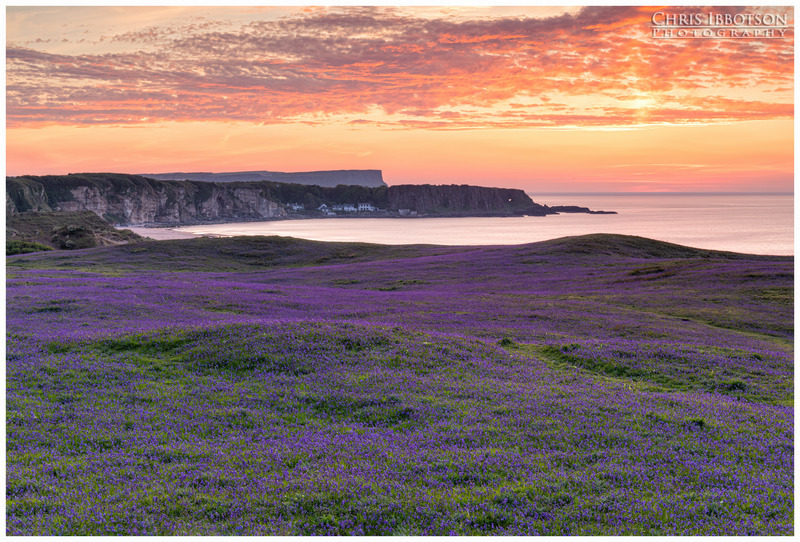 White Park Bay Bluebells