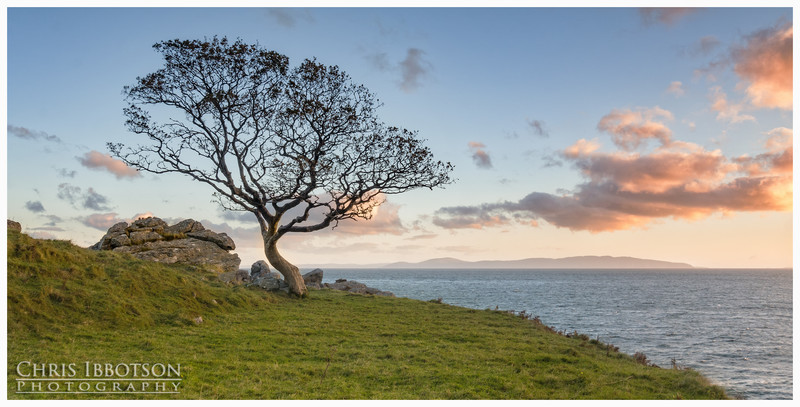 The Lone Tree, Murlough Bay