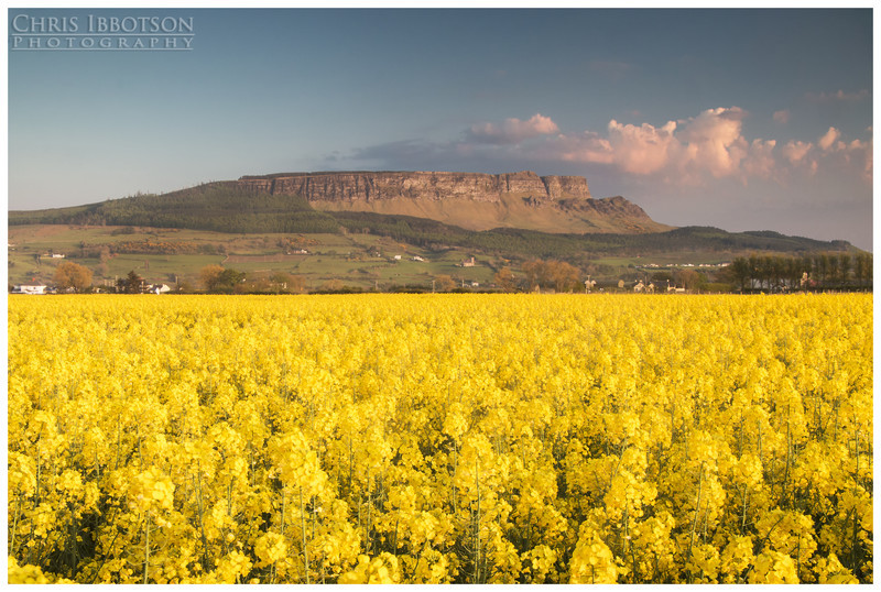 Binevenagh Rapeseed Field