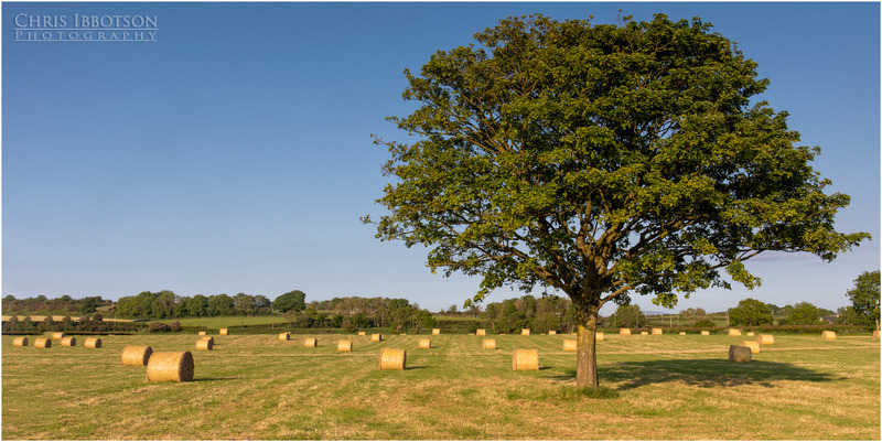 Field of Barley Bales