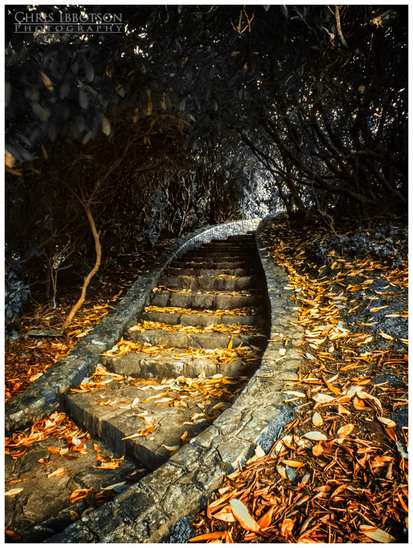 The Winding Steps, Tollymore Forest Park